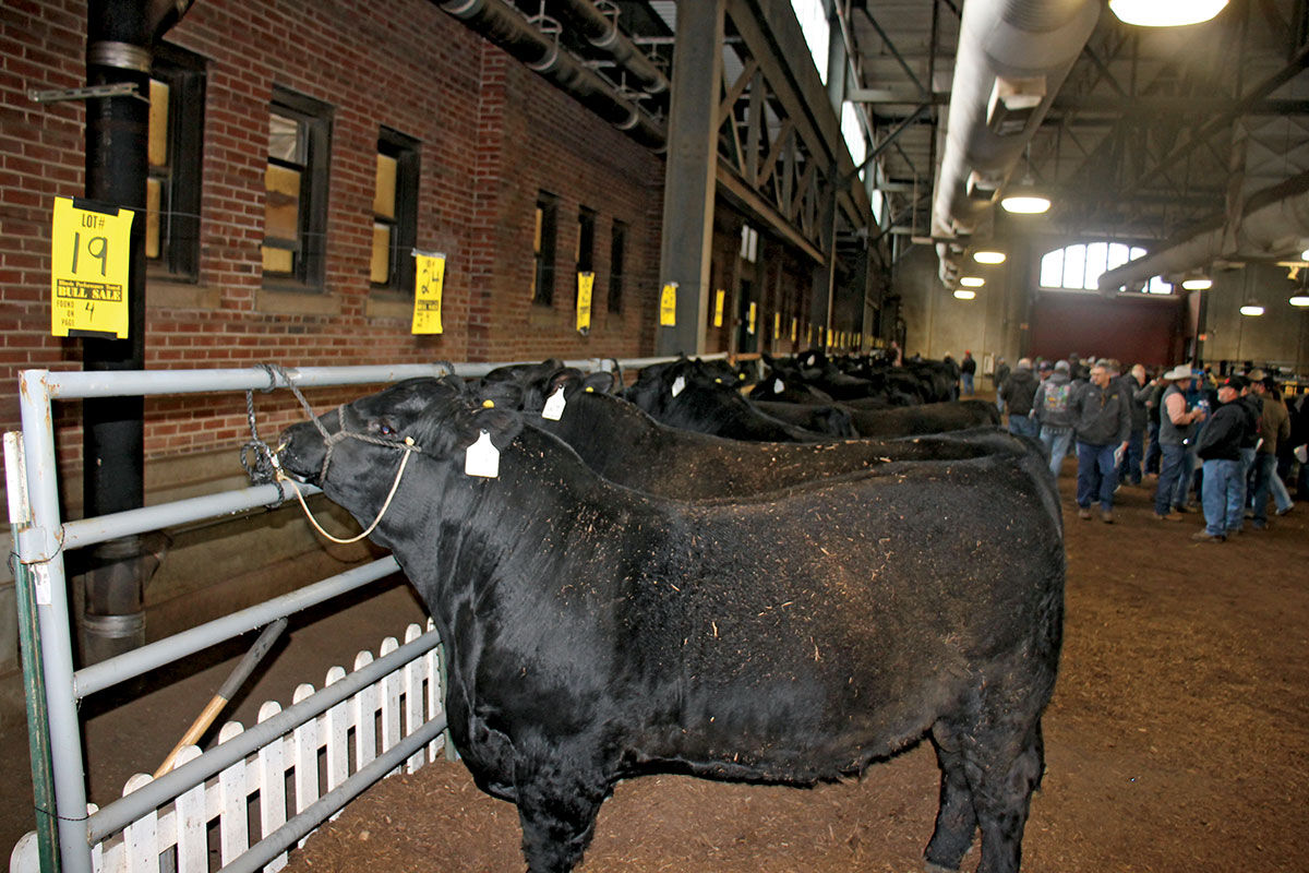 Bull sale