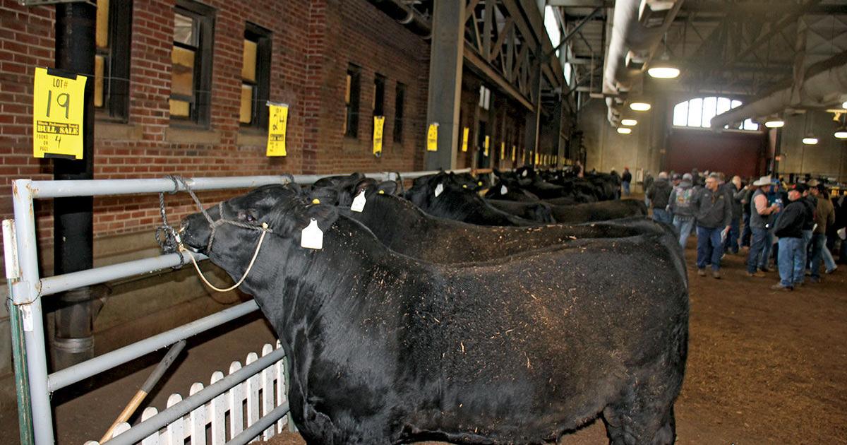 Data helps choose best bull for the job - Vimarsana News
