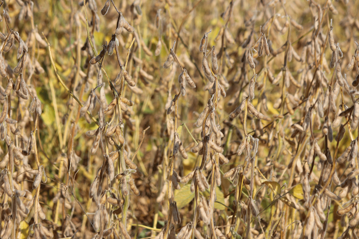 soybean field