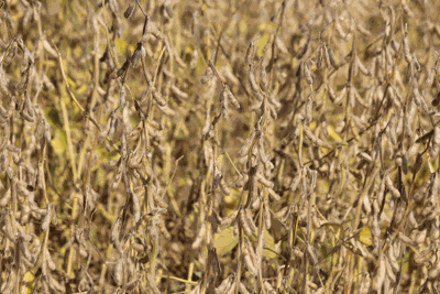 soybean field