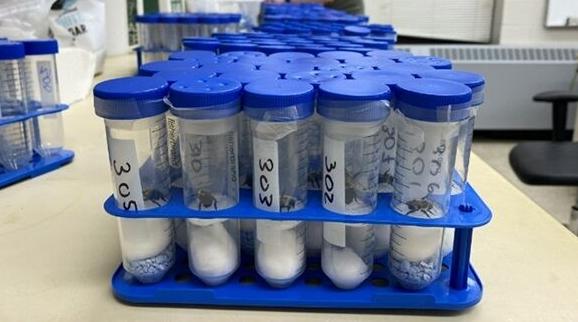 Botsch and bumble bee samples