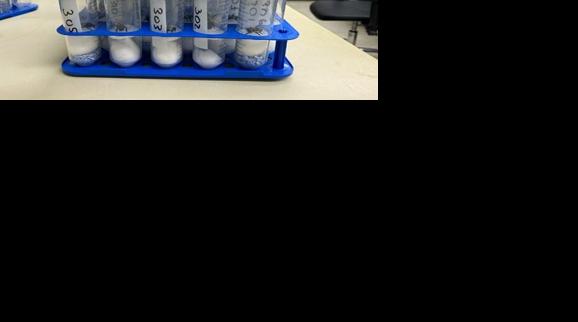 Botsch and bumble bee samples