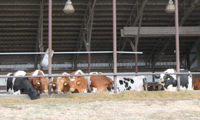 dairy cows eating