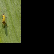 Understand winter effects on rootworm