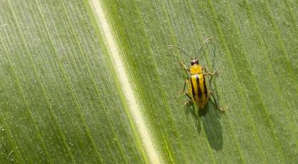 Corn-rootworm beetle on leaft