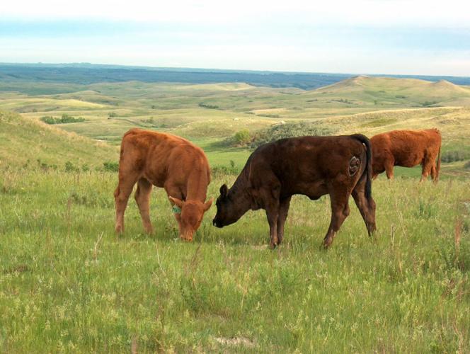Calves graze
