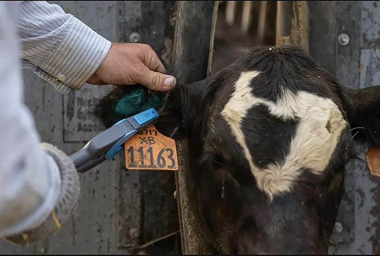 Ear tag on cow