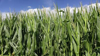 Silage-Value-photo