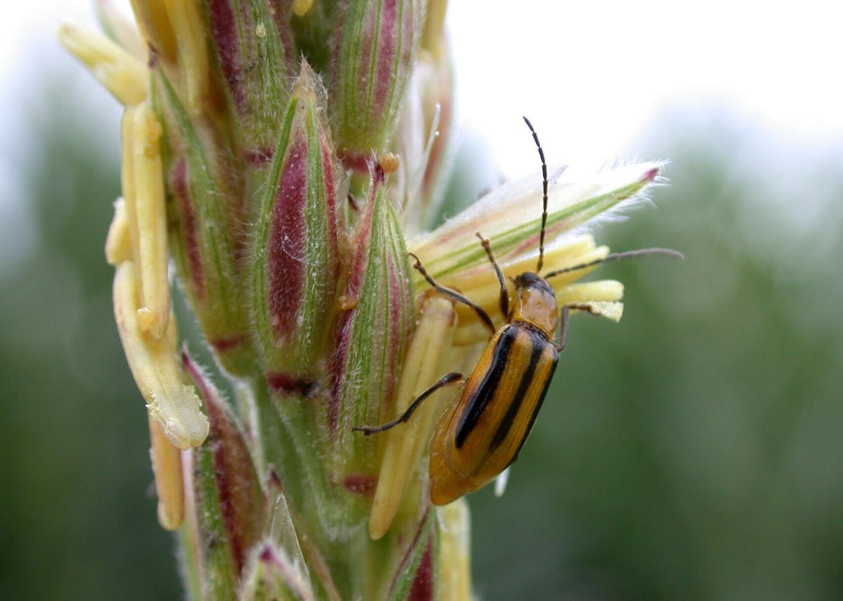 Corn Rootworm (2).jpeg