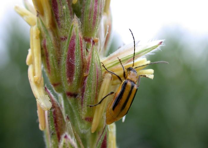Corn Rootworm (2).jpeg