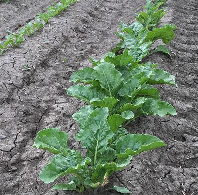 Sugarbeets
