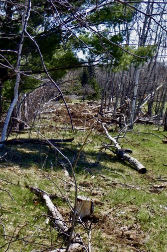 Wind damage