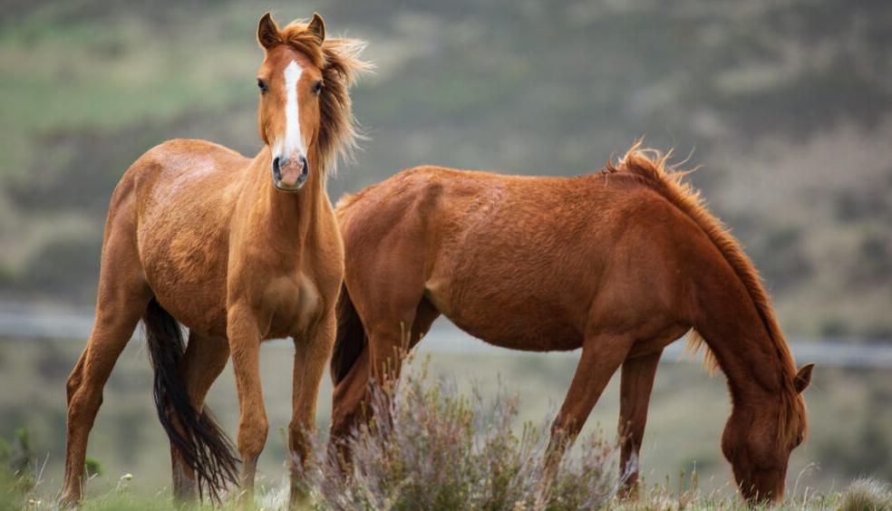 Grazing Brumby Herd