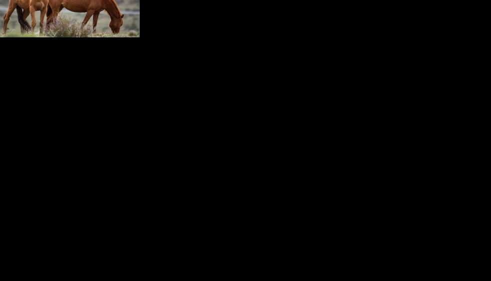 Large animal owners tackle tetanus