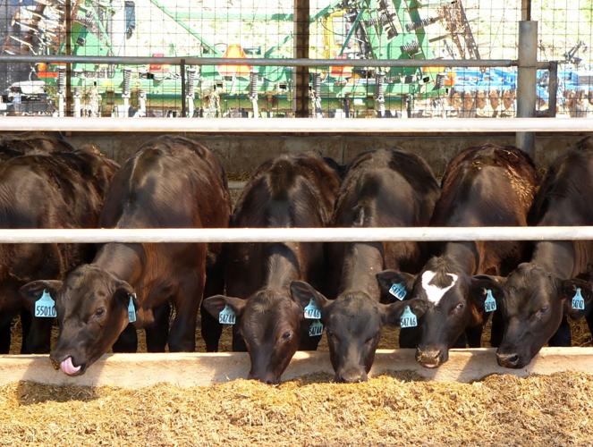 Beef-cross calves at bunk