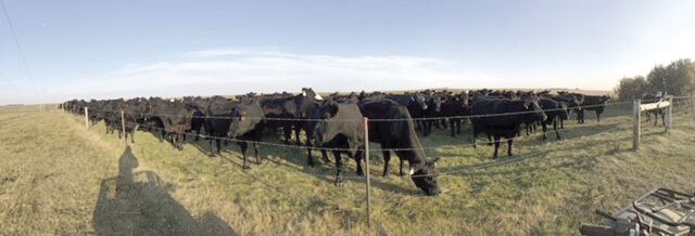 Dally Angus Ranch