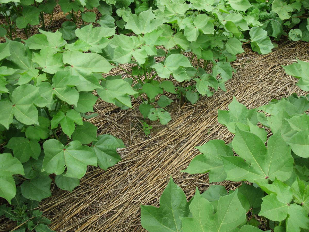 NRCS