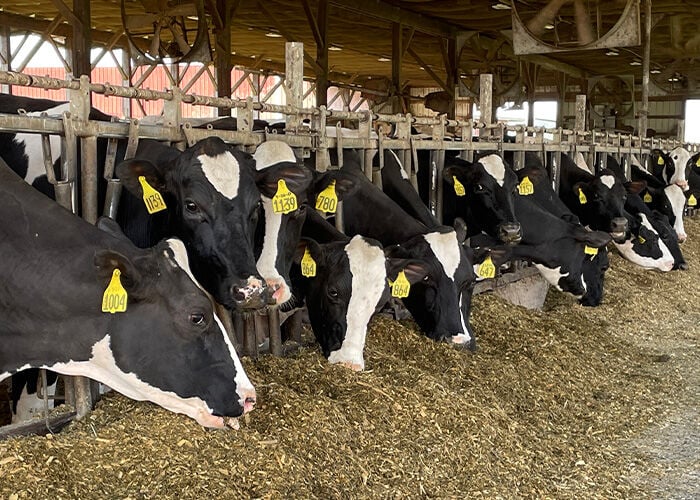 Dygerts cows
