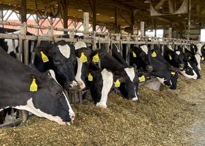Dygerts cows