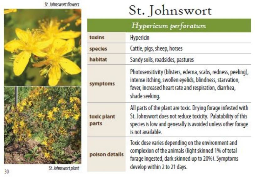 St. Johnswort