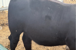 Capped hocks common in show cattle. Here's what you need to know