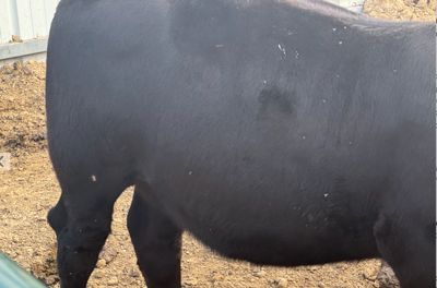 Capped hocks