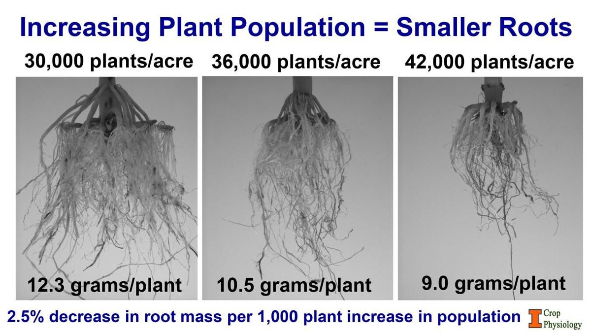 Smaller corn roots