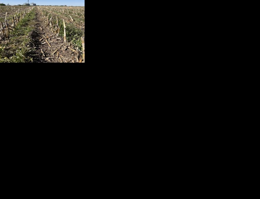 Farmers wrap up planting, wait for rain