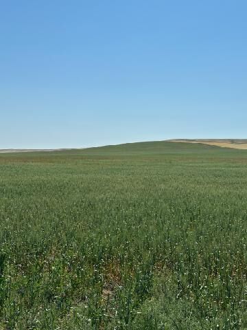 Wicks farm preps for harvest with alternative methods