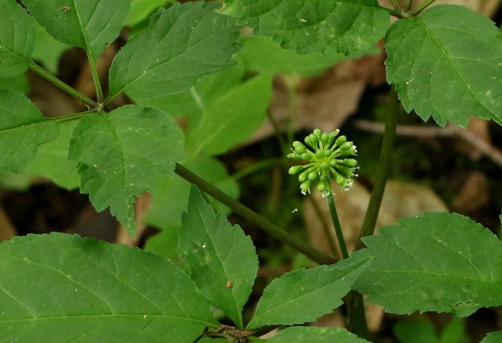 Ginseng