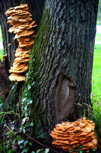 Sulphur-shelf fungus