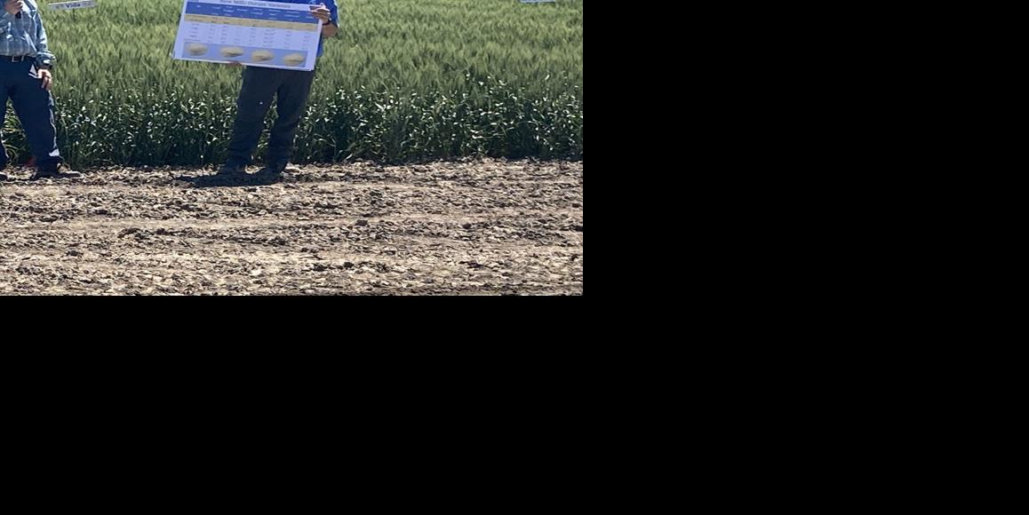 New durum may be released