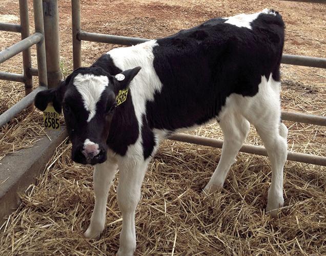 Mycoplasma droopy ear