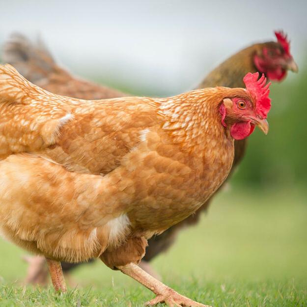 Avian influenza