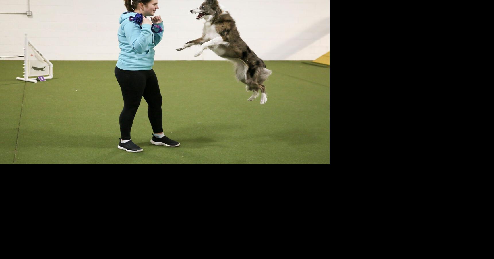 Inside Westminster’s agility competition at 150th dog show