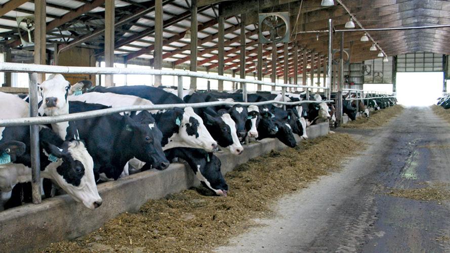 Dairy cows feeding