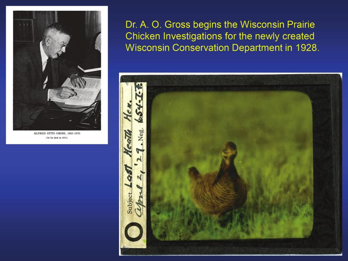 Prairie-chicken investigation 1928