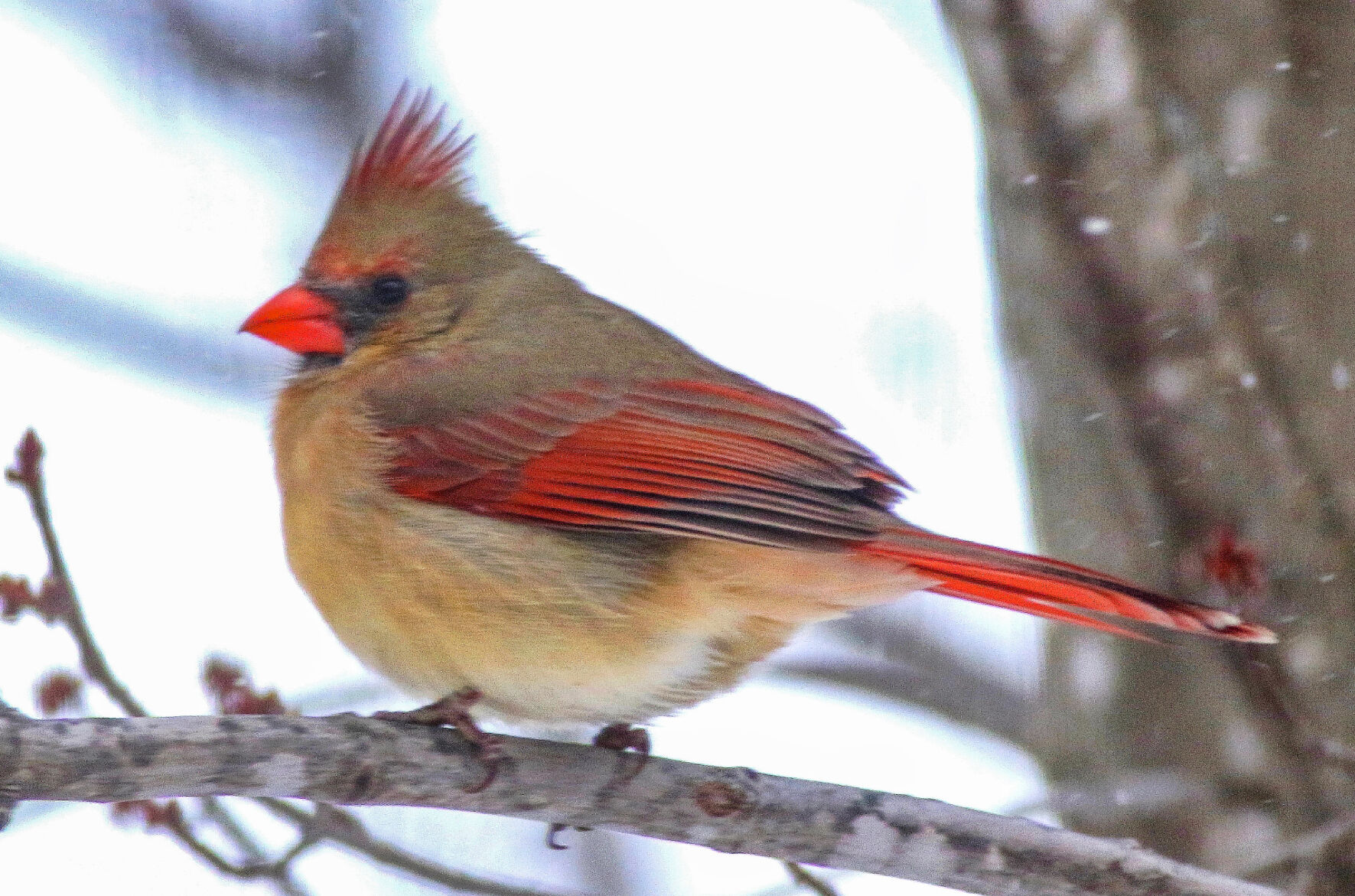 Female Cardinal
