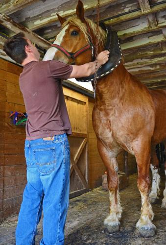 Place collar on gelding
