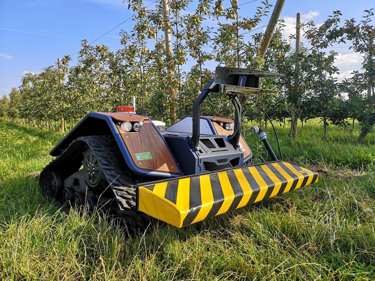 Semi-autonomous robot with sensors collects apple-orchard data