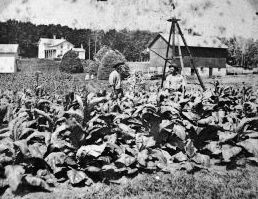Two men in 1873 are posed amid tobacco plants in Wisconsin.