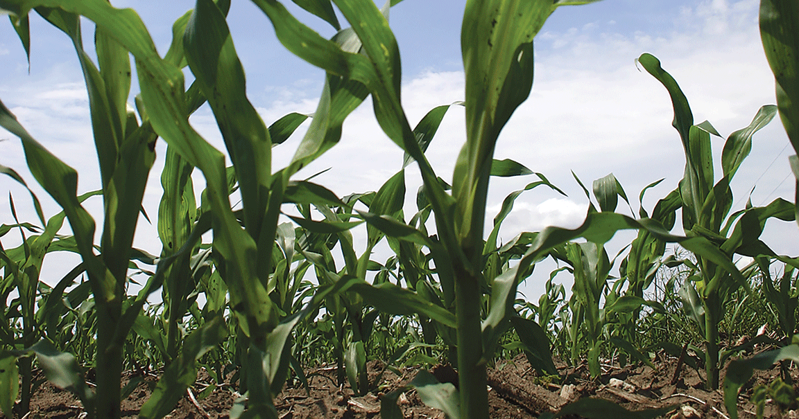Climate shift could steal Corn Belt crown