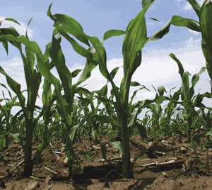 Grain markets adjust after Middle East bombings