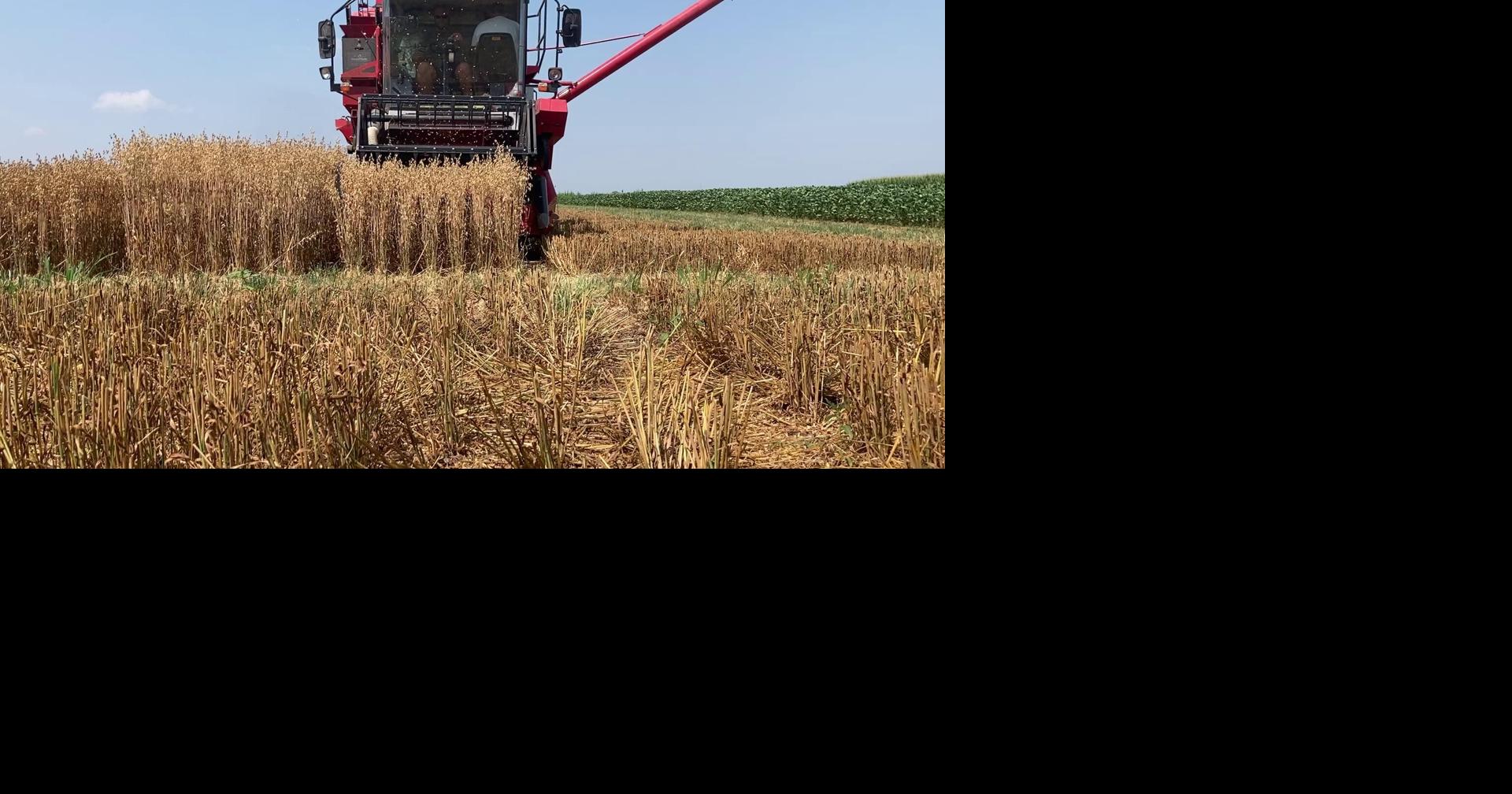 SDSU Crop Performance Testing team harvests oats