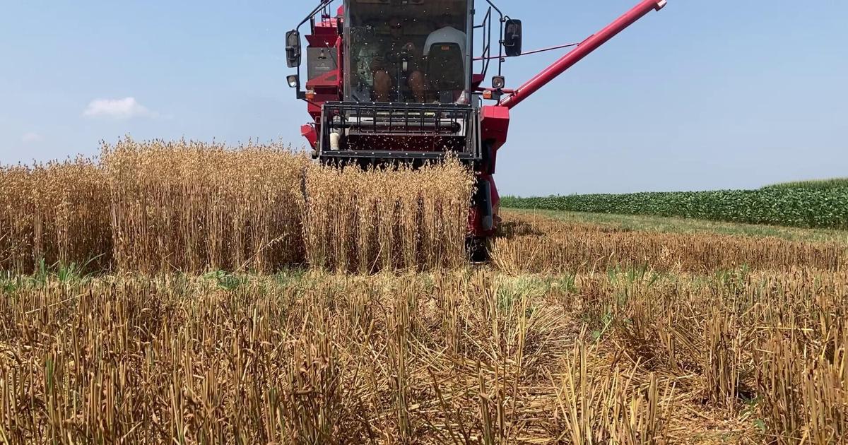 SDSU Crop Performance Testing team harvests oats