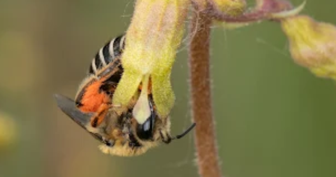 Andrew's cellophane bee