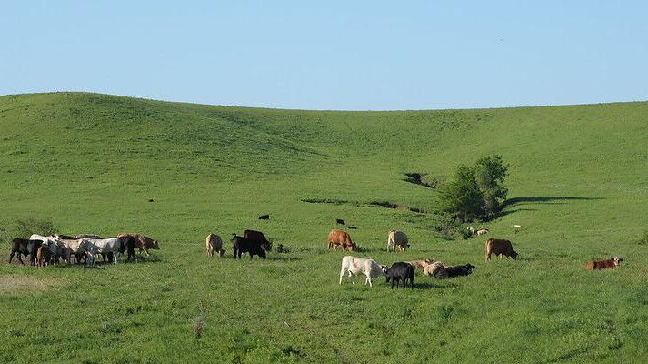 Cattle on pasture