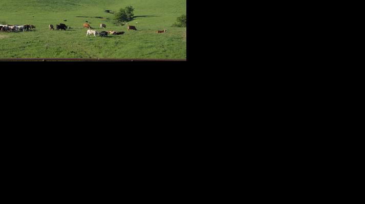 Cattle on pasture