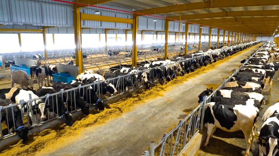 Baladna Farms dairy barn