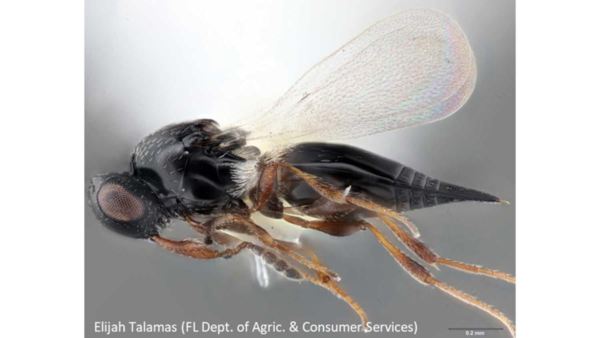 Gall-Midge-Wasp